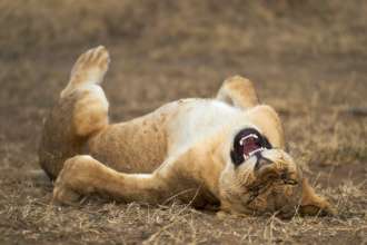 Фото: Comedy Wildlife Photography Awards знімки претендентів на перемогу