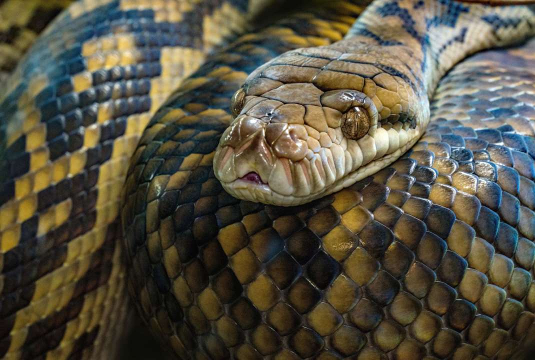 Фото: Unsplash/ Автор - David Clode чоловіка вкусив величезний пітон, який виліз з унітазу