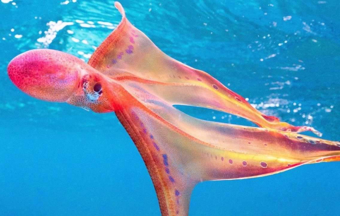 В Австралии заметили ярко-красного осьминога в "плаще"/Фото: Instagram/Автор: jacintashackleton jacintashackleton