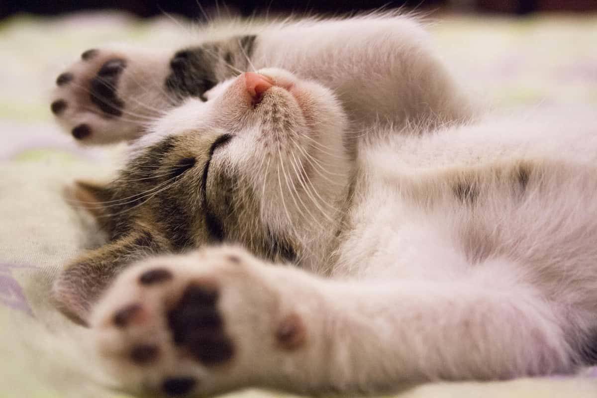 спящий кот