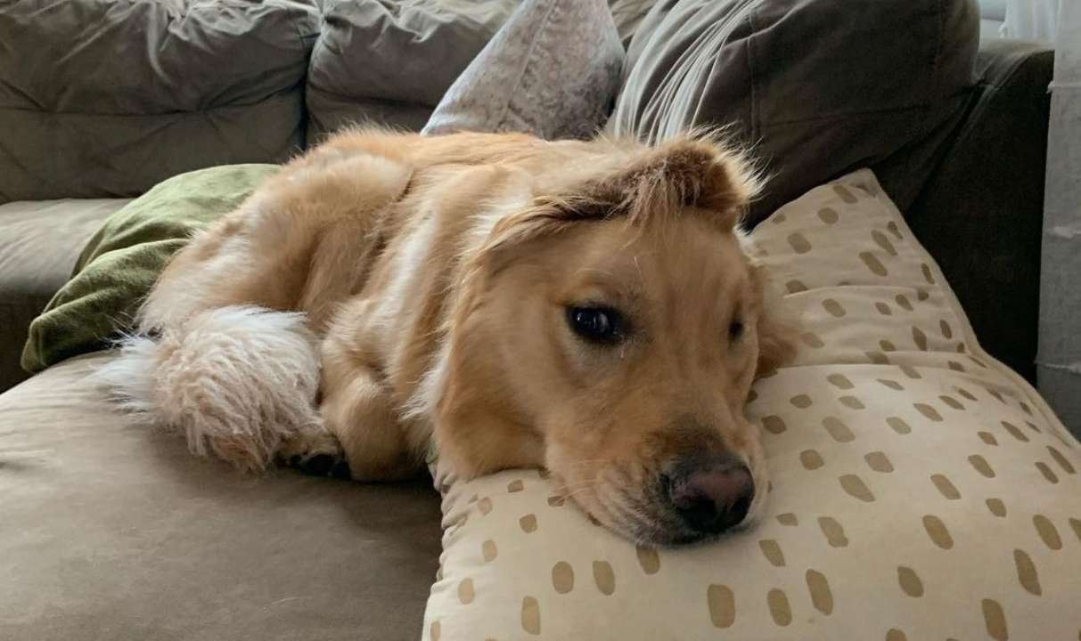 Пес з одним вухом став неймовірно популярним у Мережі/Фото: Instagram/Автор: goldenunicornrae Пес