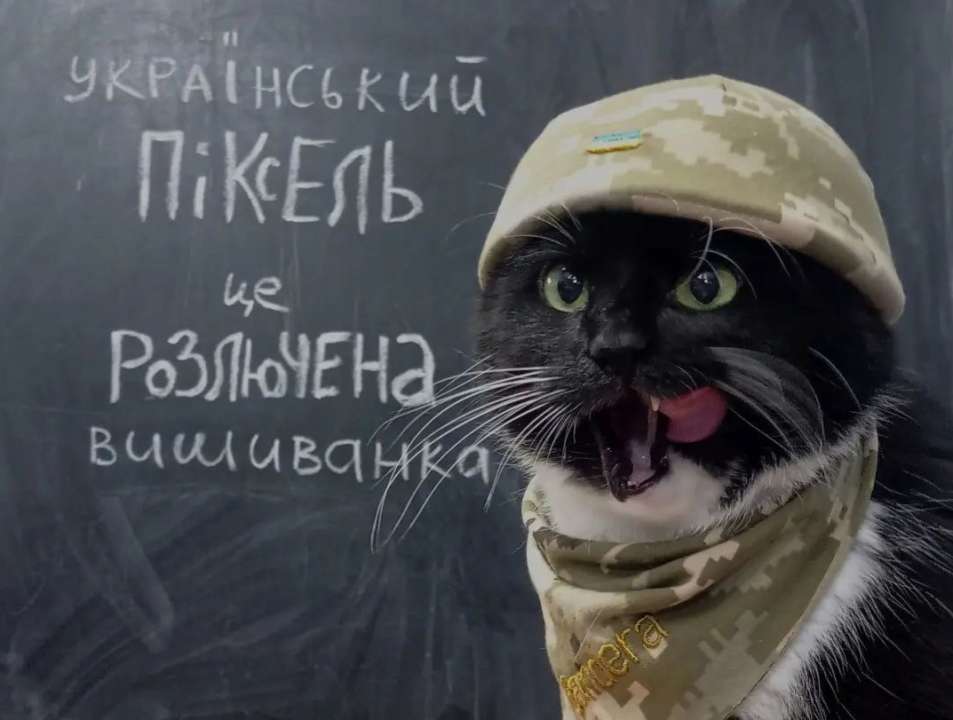 Кіт