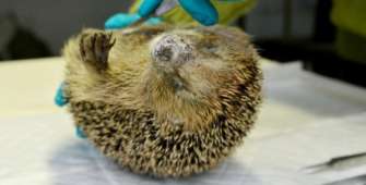 Показали найстарішого у світі їжака/Фото: Danish Hedgehog Project Побив рекорд: у Данії знайшли найстарішого у світі їжака. Фото