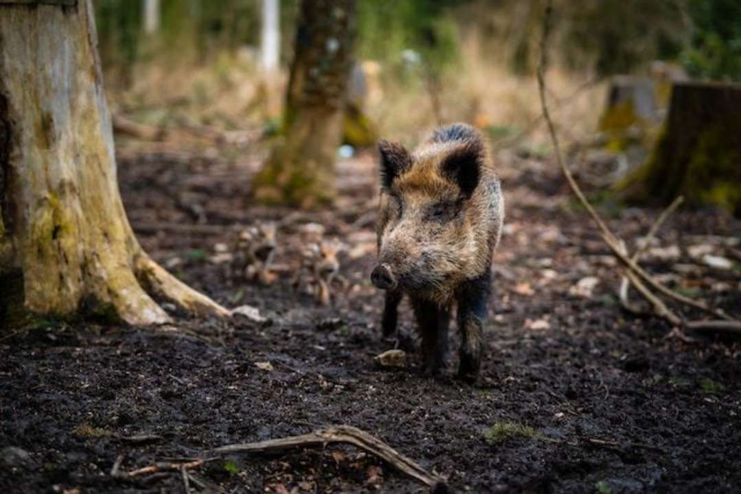 Вчені розгадали таємницю німецьких радіоактивних кабанів/Фото: Patrick Pahlke/Unsplash Кабан