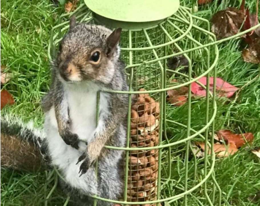 Білка-ненажера влізла у годівницю для птахів та застрягла/Фото: RSPCA Белка