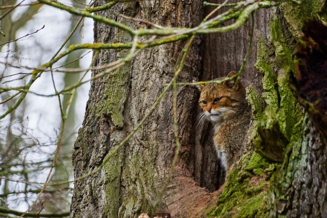 фото: pixabay В Англии восстановят популяцию лесных кошек