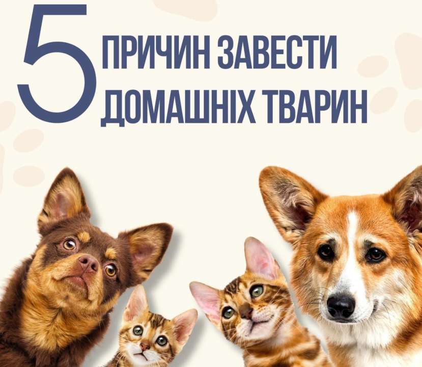 Відмова батьків придбати дитині домашню тварину - розгляньте кілька причин і досвід, які, можливо, змінять вашу думку
