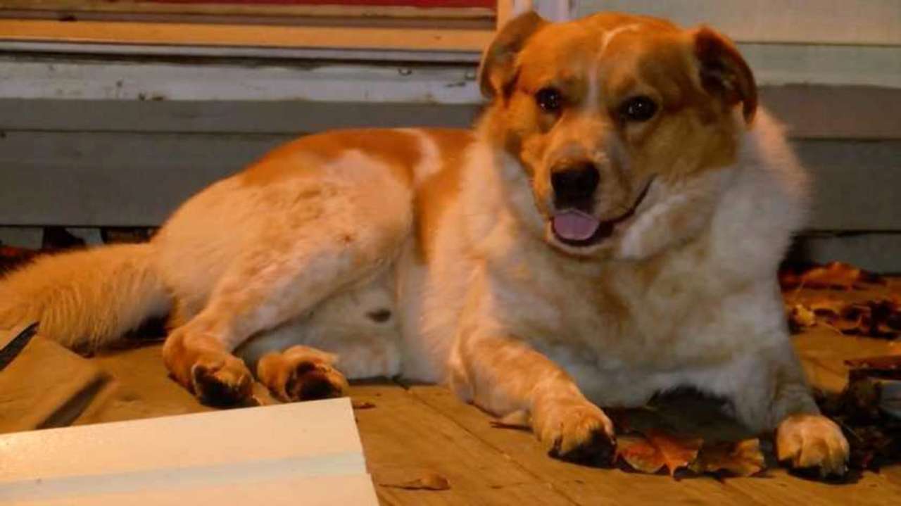Бездомный пес спас жизни троих людей/Фото: Daily Paws Бездомный пес спас жизни троих людей