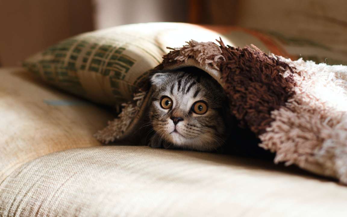 Найдите кота за 11 секунд / Фото: Mikhail Vasilyev/Unsplash Головоломка, которую разгадают не все: найдите кота за 11 секунд