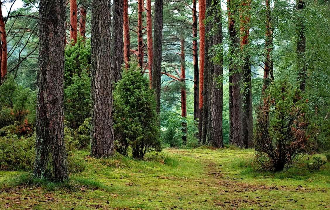 Источник:pexels/pixabay Лес