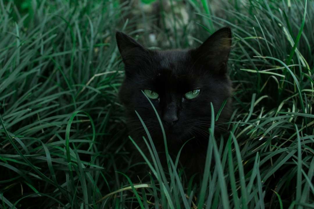 Выберите черную кошку, а мы скажем, когда вам улыбнется удача/Фото: Unsplash