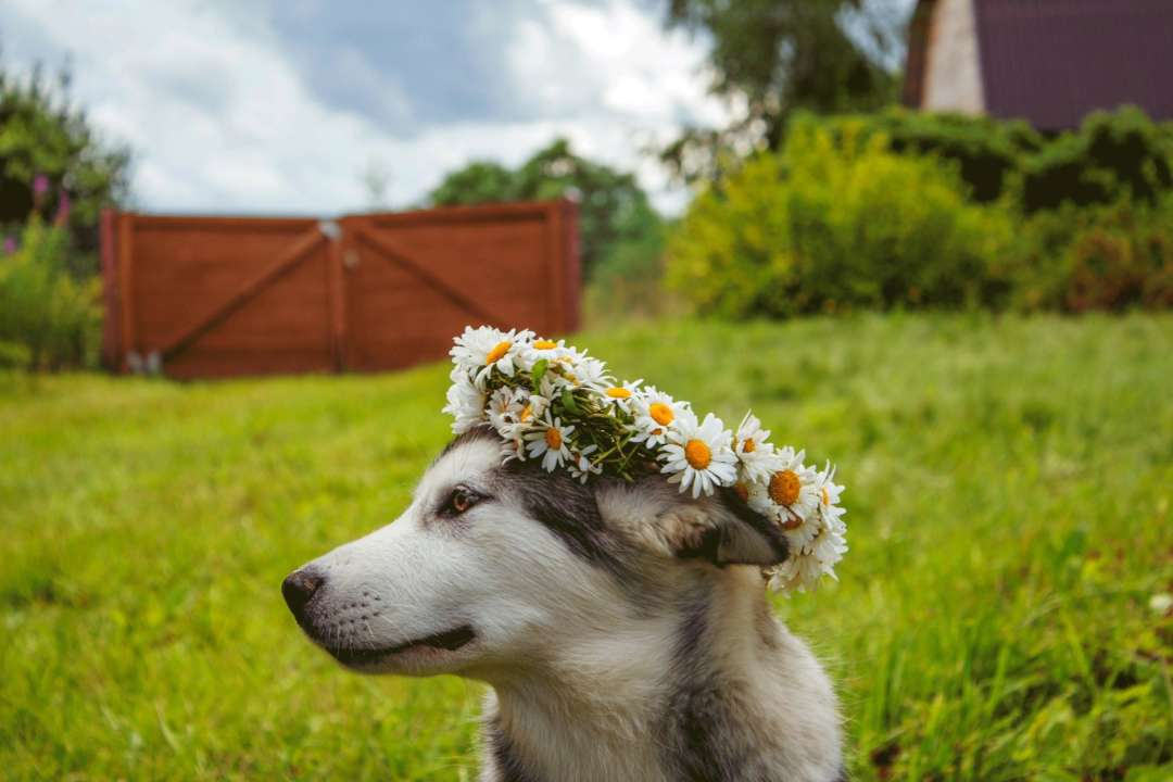Фото: Pexels/Автор - Yuliya kota Пес