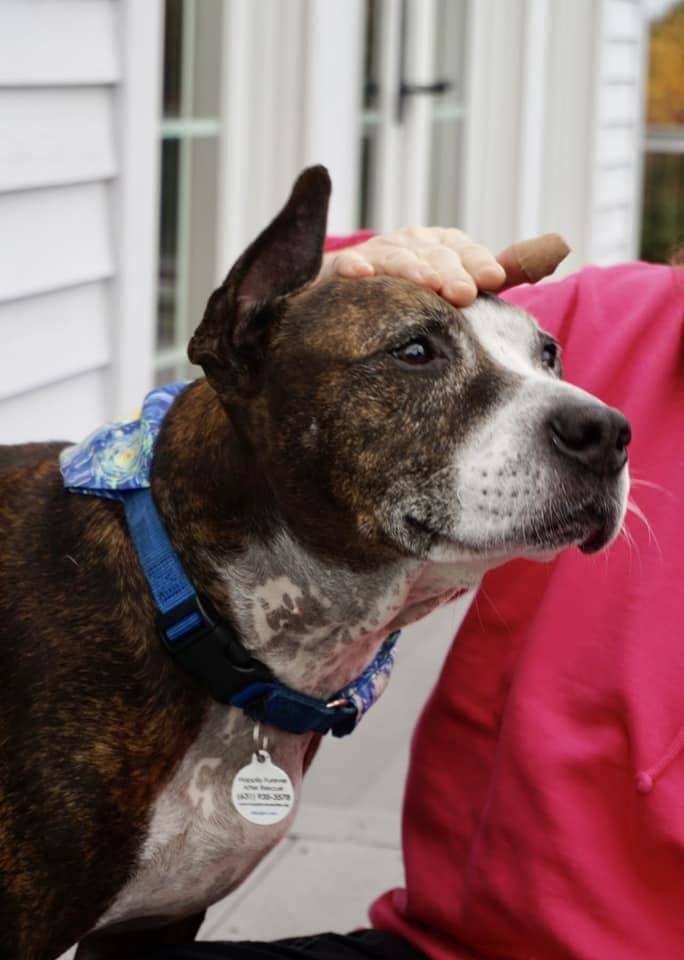 Фото: Happily Furever After Rescue/Facebook Також без вуха і також малює: у США організували виставку картин собаки на прізвисько Ван Гог