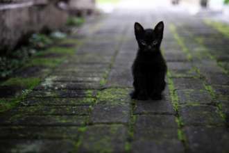 Развенчиваем мифы о котах / Фото: Pixabay Их просто не понимают: на самом деле коты не злые – исследование