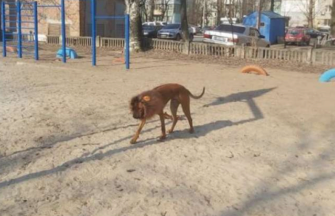 Facebook/автор невідомий Собака-лев: у Дніпрі з'явився незвичайний пес. фото