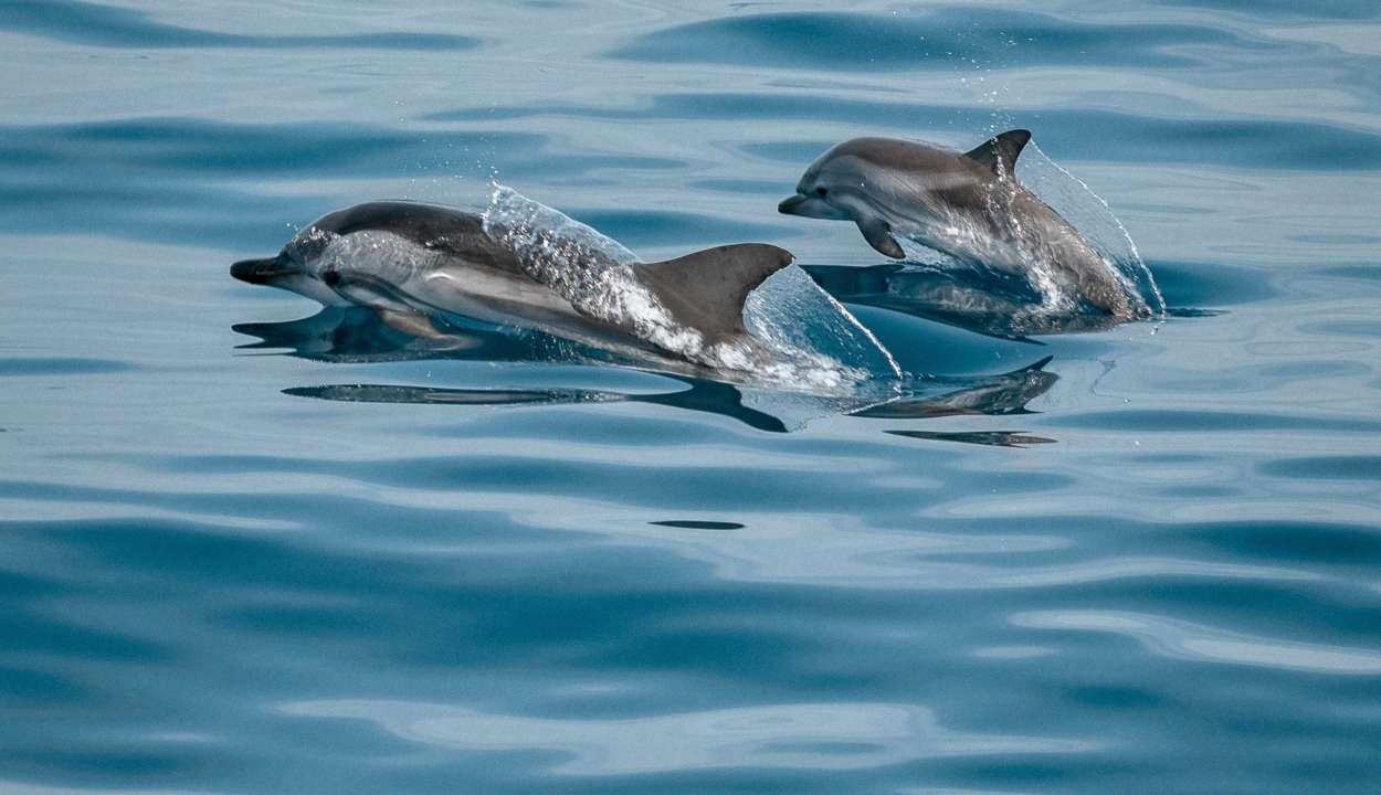 В реке в Нью-Йорке заметили дельфинов/Фото: pexels Впервые за пять лет: в реке в Нью-Йорке заметили дельфинов. Видео