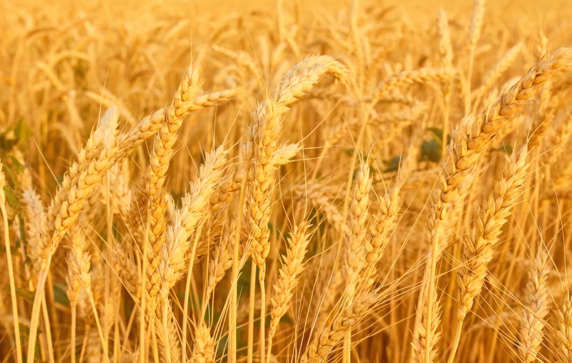 Двоє керівників підприємств тоннами крали пшеницю / Фото: Oleksandr Ryzhkov/Freepik Двоє керівників підприємств тоннами крали пшеницю / Фото: Oleksandr Ryzhkov/Freepik