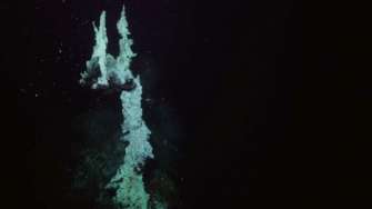 Фото: Schmidt Institute of the Oceans Біля берегів Мексики знайшли шість невідомих видів тварин та гідротермальні джерела