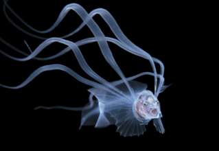 Фото: Ocean Art Восьминіг вкрав камеру у дайвера та зробив унікальний кадр