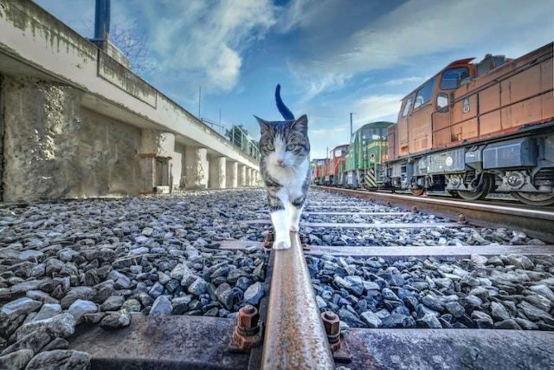 Во Франции железнодорожников судят из-за убийства кота на путях/Фото: hp koch/Unsplash Кот на путях