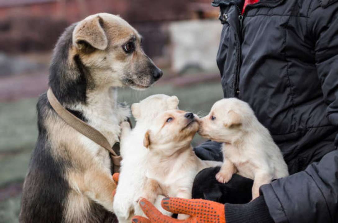 Фото з https://unsplash.com/ Україна входить до першої десятки країн із найбільшою чисельністю безпритульних тварин — Кошак