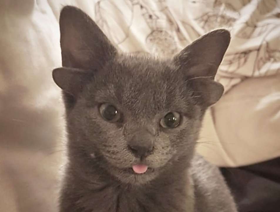 Котенок с четырьмя ушами нашел дом в Турции