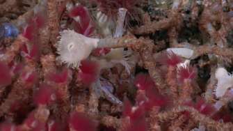 Фото: Schmidt Institute of the Oceans Біля берегів Мексики знайшли шість невідомих видів тварин та гідротермальні джерела