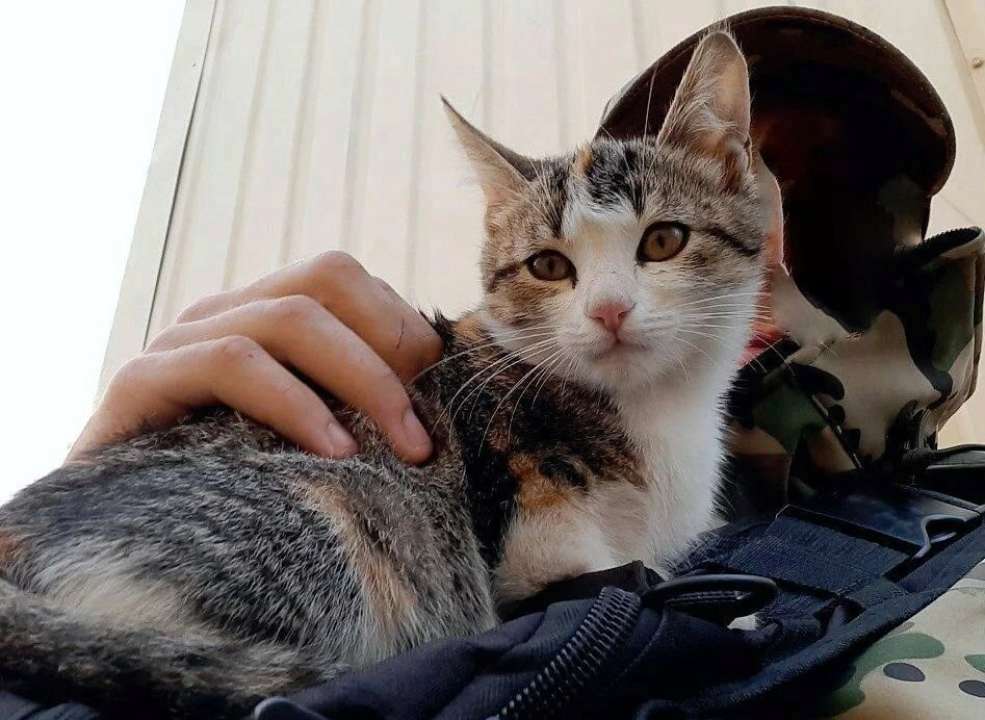 Тварин можна брати в укриття, але є низка нюансів / Фото: save.4308/instagram Тварин можна брати в укриття, але є низка нюансів / Фото: save.4308/instagram