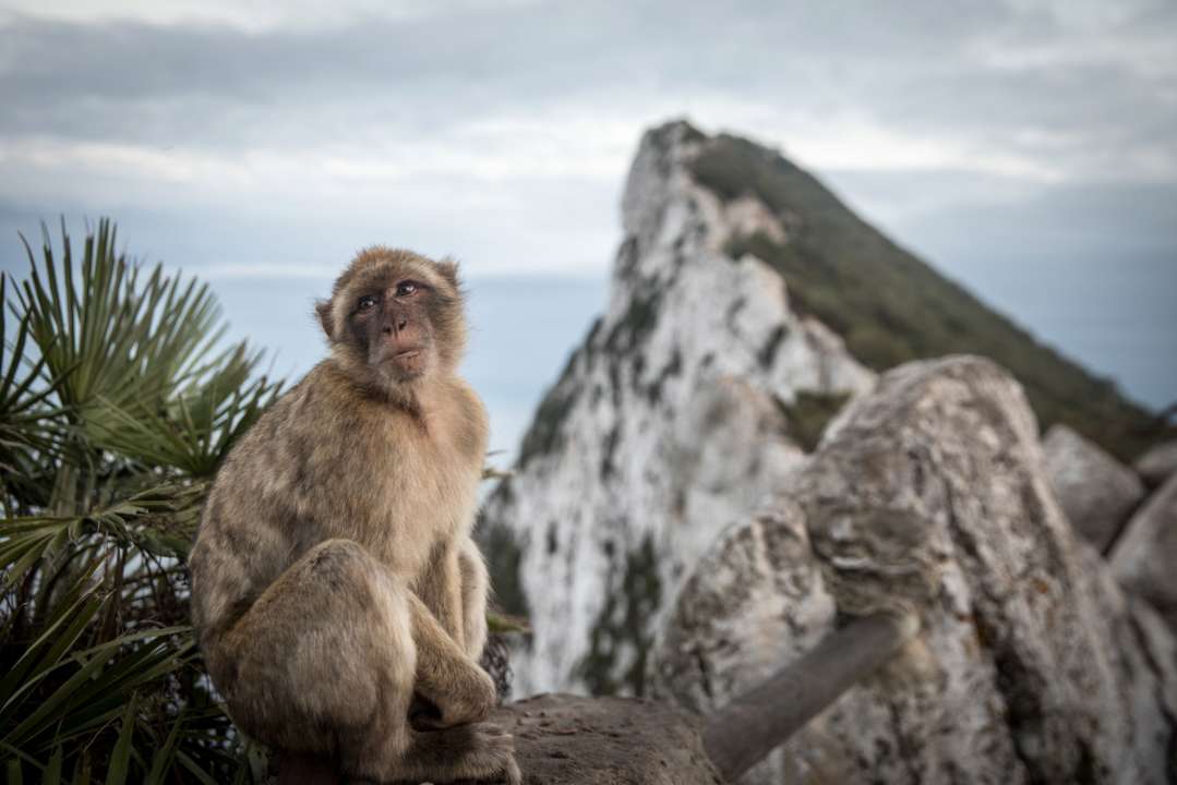 Фото: Getty Images/Автор: Matt Cardy Мавпа