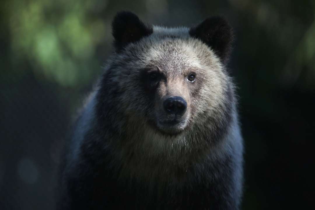 Фото: Getty Images/Автор: Joe Raedle Медведь