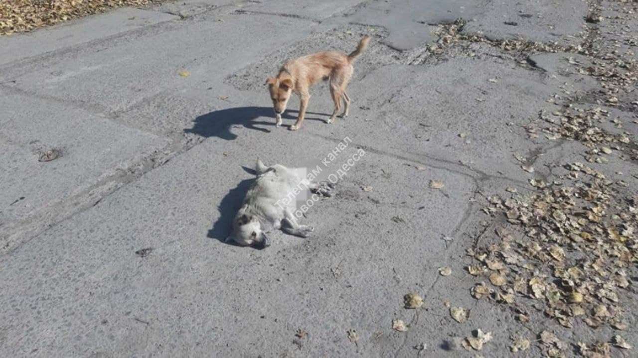 Фото: Новости Одесса Фото: Новости Одесса