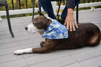 Фото: Happily Furever After Rescue/Facebook Також без вуха і також малює: у США організували виставку картин собаки на прізвисько Ван Гог