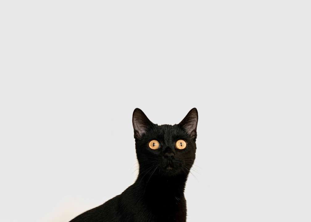 Фото: Unsplash/ Автор - mari yer Во время ремонта кота случайно замуровали в стене