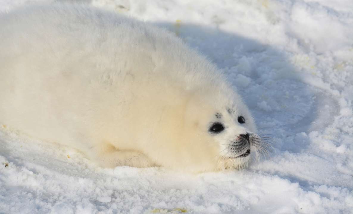 На берегу Каспия нашли 150 мертвых краснокнижных тюленей