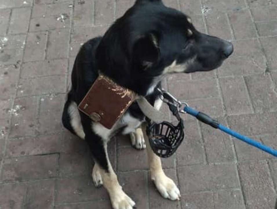Пес