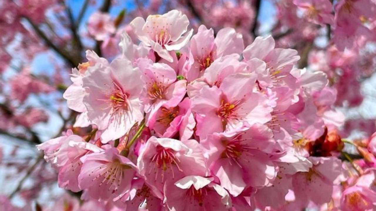 Весняна краса: в Японії зацвіла сакура. Фото