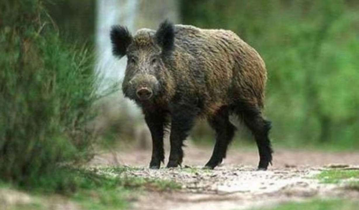 У Національному парку в Київській області масово гинути дикі кабани У Національному парку в Київській області масово гинути дикі кабани