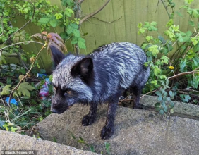 Лисиця на прізвисько Тінь/Фото: Black Foxes UK Лисиця на прізвисько Тінь/Фото: Black Foxes UK