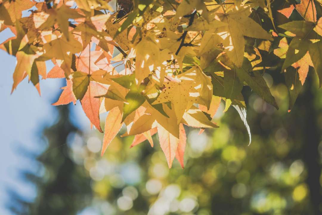 Народні прикмети на 1 вересня/Фото:pexels Прикмети в перший день осені: що заборонено робити 1 вересня