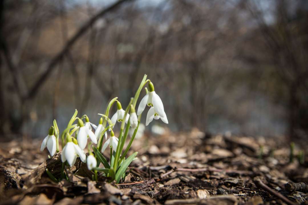 Прогноз погоды на 15 апреля/Фото: Getty Images Цветы