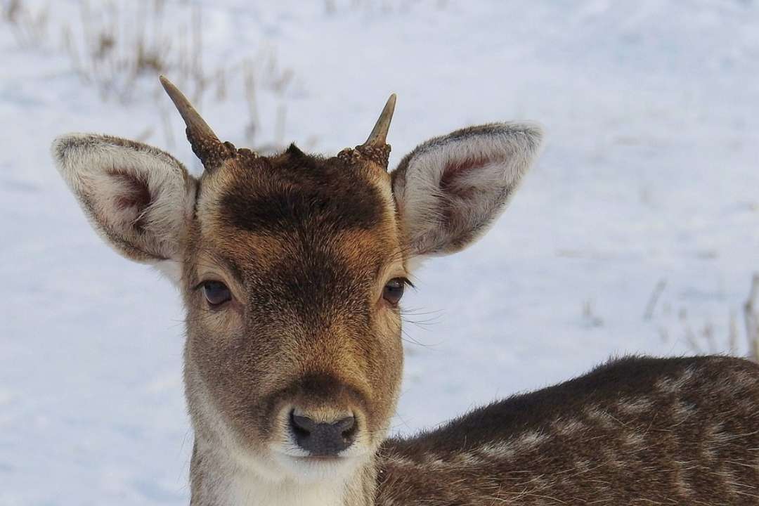 На Закарпатті помітили косуль / Фото: Pixabay На Заході України помітили косуль. Відео