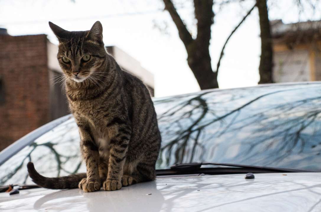 Уличные коты могут прятаться под капотом, арками колес и автомобилем зимой. Фото: Freepik советы для водителей зимой от полиции