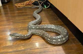 Фото: Brisbane North Snake Catchers and Relocation (Facebook) Несподіваний гість: у приватний будинок заліз 3-метровий пітон