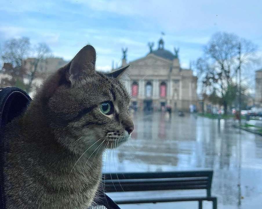 Кот Степан вернулся в Украину/Фото: Instagram Кот Степан вернулся в Украину/Фото: Instagram