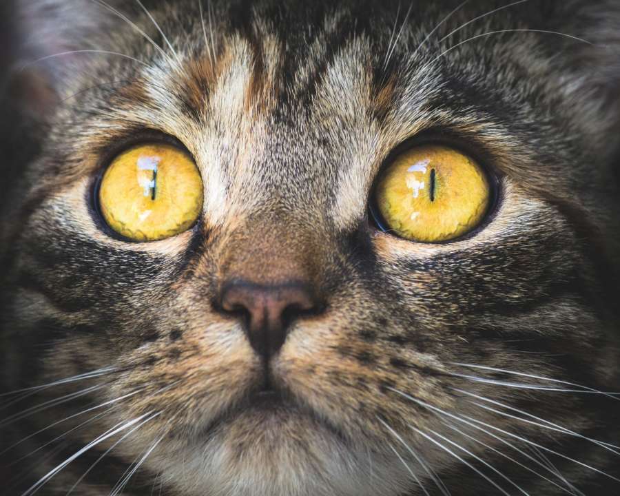 Фото: Pixabay/Автор — KAVOWO В Нидерландах спасли кота, который почти два месяца жил без еды и воды