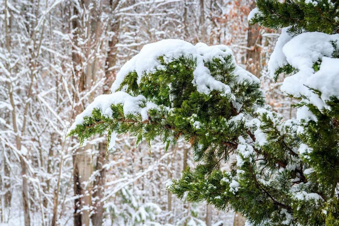 Погода 12 февраля: в Украине возможен дождь и мокрый снег/Фото: Pixabay Погода 12 февраля: в Украине возможен дождь и мокрый снег