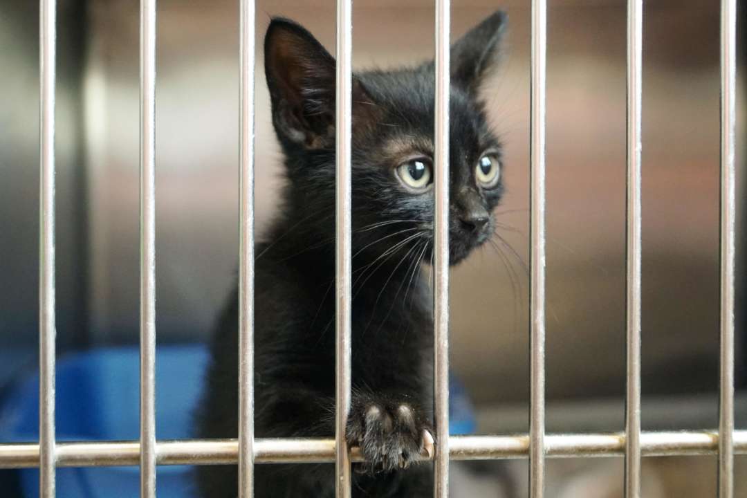 Котенок застрял под капотом автомобиля