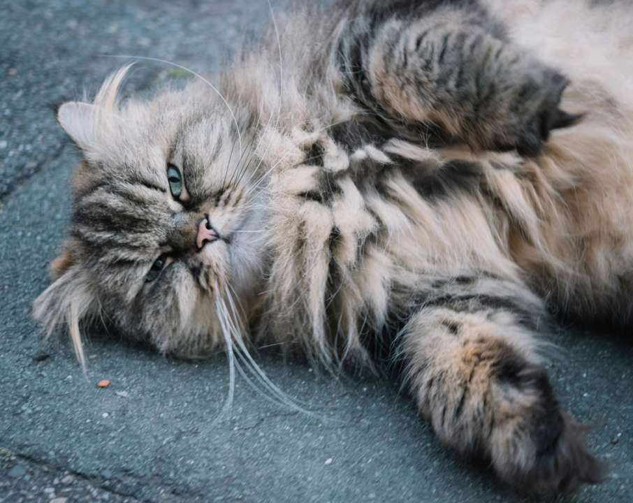 Які породи котів люблять самотність/Фото: pexels Пухнасті інтроверти: які породи котів люблять самотність