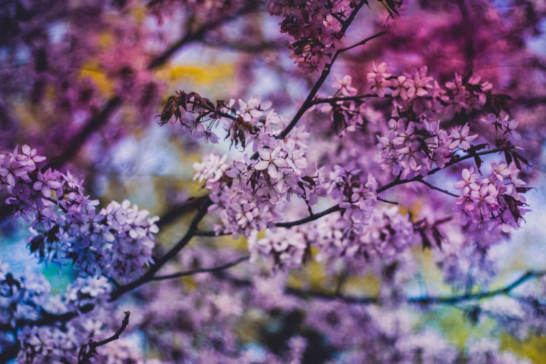Автор: Valeria Boltneva/Фото: Pexels Бузок