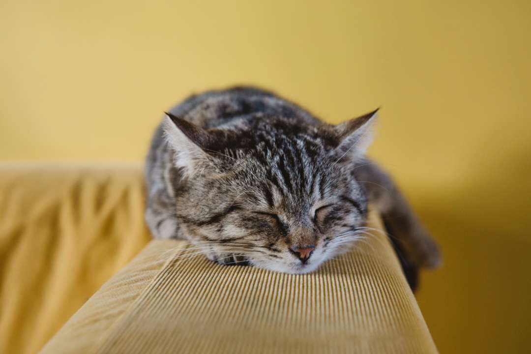 Фото: Unsplash/ Автор - Sabri Tuzcu отличительные черты кошачьего характера